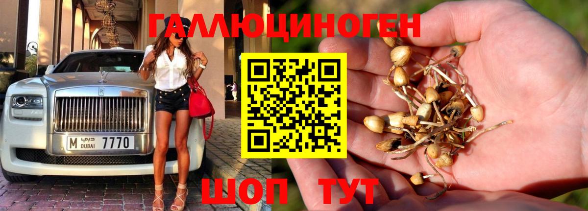 Псилоцибиновые грибы GOLDEN TEACHER Железноводск